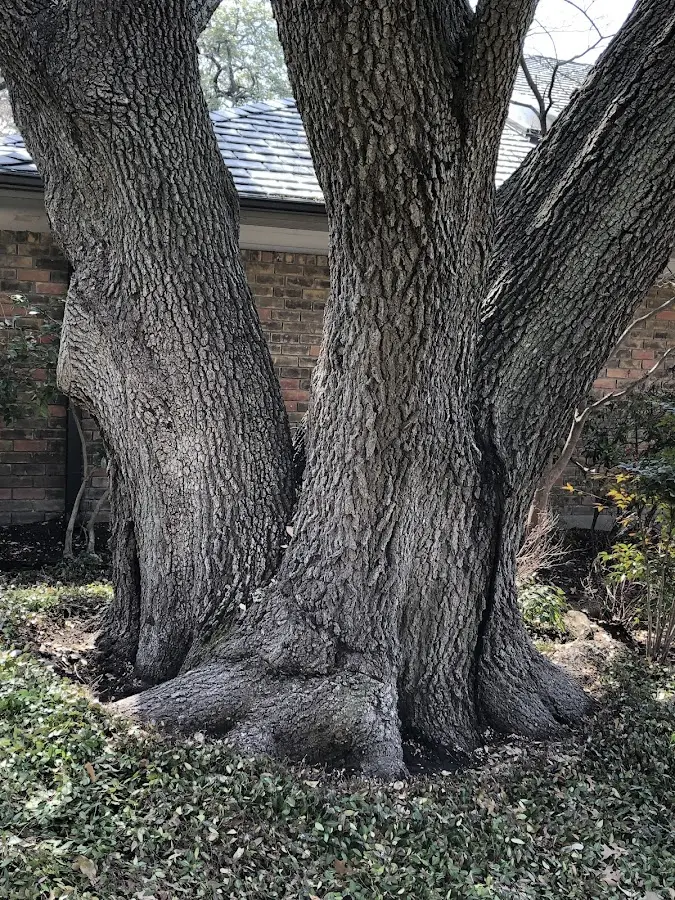 Mature heritage tree close to a Osseo property cared for by certified arborists